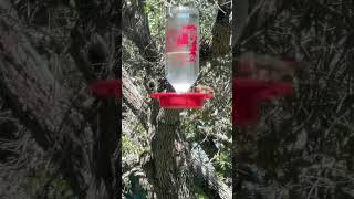 Hummingbirds visiting Rockport 💕🌸🕊️ hummingbirds rockport [upl. by Milburn408]