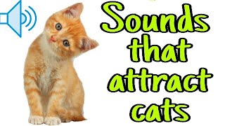 Sounds that attract cats  Meow to make cats come to you [upl. by Yraillih]