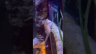 Random Sea Horse Video Pt2 random sealife [upl. by Murtagh]