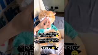 family funny friends cat [upl. by Dennison]