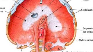 Anatomie du diaphragme [upl. by Higbee]