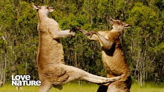 Australia Throw Punches With PowerHungry Kangaroos  Battle of the Alphas 102 [upl. by Phelips7]