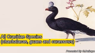 All Cracidae Chachalacas Guans amp Curassows Species  Species List [upl. by Hime]