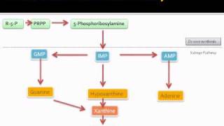 Purine metabolic pathway [upl. by Lolita]