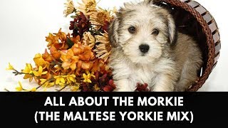 All About The Morkie The Maltese Yorkie Mix [upl. by Negeam777]