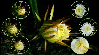 DRAGON FRUIT FLOWER BLOOMING CAPTURED [upl. by Abott]