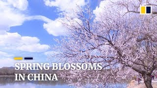 Spring blossoms bloom in Beijing China [upl. by Edmund631]