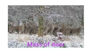 Mass of deer [upl. by Kort]