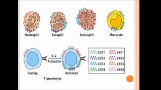 Leukocyte Activation amp Migration With Animations [upl. by Rolyak333]