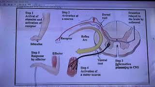 Nervous SystemReceptorsDisorders of Nervous System [upl. by Eugatnom]