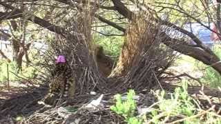 Western Bowerbirds [upl. by Biebel]