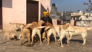 labra dog farm kennel in punjab m7009684310 [upl. by Damita274]