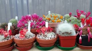 Rebutia and other cacti flowering this time of year in my greenhouse [upl. by Oicnevuj]