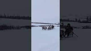 Reindeer herders arctic  Nomads Siberia nomadsofthefarnorthofyamal [upl. by Sama880]