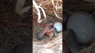 Common Cuckoo  Juvenile is throwing eggs of Reed Warbler out of nest  Review Bird Nest [upl. by Zerdna]