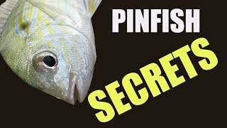 I Have a Degree in Catching Pinfish 3 Proven Methods That Work [upl. by Ymas]