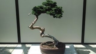 Chamaecyparis obtusa Bonsai Tree Type [upl. by Enyahs167]