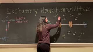 Excitatory vs Inhibitory Neurotransmitters BIOS 041 [upl. by Norvin672]