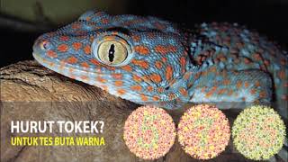 TES BUTA WARNA DENGAN HURUF TOKEK  ISHIHARA TEST [upl. by Eisset]