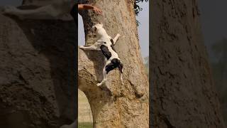 Dog Climbs TreePitbull Goes Up a TreeUnlikely Climber Gull Dong Shows Off Climbing SkillsHumorous❤️ [upl. by Pontus]