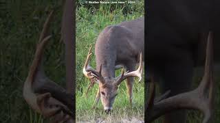 Whitetailed Deer with hanging velvet grazing 4 [upl. by Arondell987]