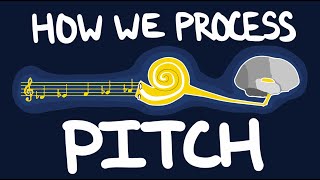 How We Process Pitch  Neuroscience for Musicians [upl. by Yessak]