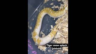 Snow splash Kenyan sand boa [upl. by Margareta]