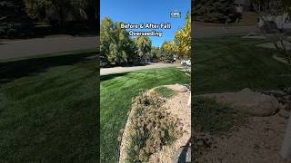 Before amp After Overseeding grass lawn beforeandafter lawncare shorts diy [upl. by Zere]