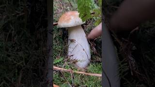 Fichtensteinpilz 🍴 Boletus Edulis pilze boletus boletusedulis fungi porcini mushroom wald [upl. by Thorsten]