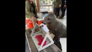 US Navy trains sea lion to become avid gamer [upl. by Repsihw]