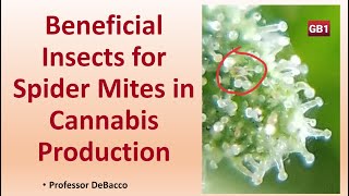 Beneficial Insects for Spider Mites in Cannabis Production [upl. by Aseneg]