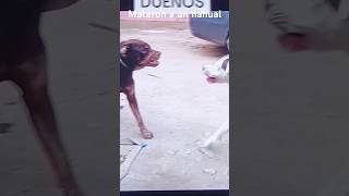 Nahuales vs perros pro parte final meme XD music edits [upl. by Lonyer]