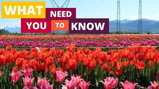 Abbotsford Tulip Festival  Tips Before You Go  Nat and Max [upl. by Voss833]