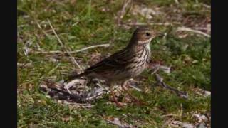 Les Oiseaux de nos Campagnes [upl. by Aicac164]