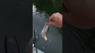 Crappie fishing floating bulkhead [upl. by Anilec]