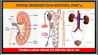 SISTEM EKSKRESI PART 4 [upl. by Diannne]