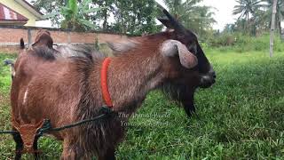 New Young Male Goats manggala Goat type [upl. by Stormy]