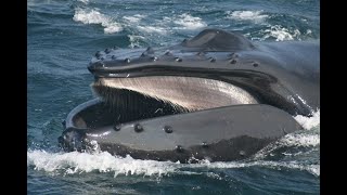 Baleen Whale Baleen whale feeding  Baleen whale eating  Baleen whale teeth [upl. by Bidle590]