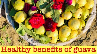 Amrood Khane ke Fayde  Benefits of Eating Guava  Amrood Benefits [upl. by Meredithe]