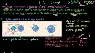 77P  AntibodyMediated Diseases Type II Hypersensitivity [upl. by Won]