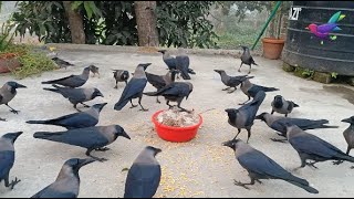 Crow birds unity anger and sound for food  Crow bird Fight for Food  Angry kauwa ki awaaz P1020 [upl. by Eelrak949]