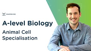 Animal Cell Specialisation  Alevel Biology  OCR AQA Edexcel [upl. by Carroll890]