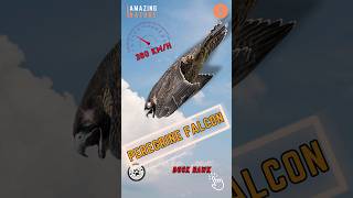 Peregrine Falcon 🦅 The Fastest Animal In The World [upl. by Mathew]