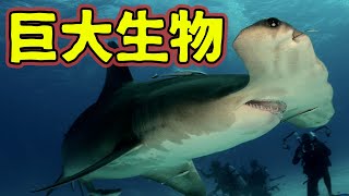 巨大生物ヒラシュモクザメが怖すぎる【解説】 [upl. by Docilu]