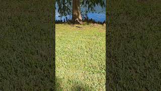 Limpkin Takes Long Strides on Lawn by Cypress Tree at Long Lake Park Oviedo Florida [upl. by Leilah]