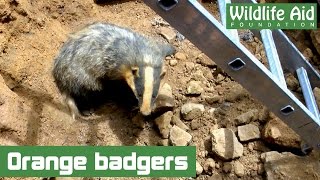 Right This Minute A badger rescue [upl. by Getraer]