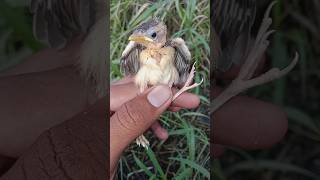 Weaver bird chick 🐣 nature short strange wild life nestchick [upl. by Ragnar]