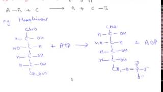 Enzyme Classification Hindi [upl. by Hnilym]