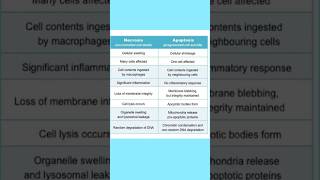 Apoptosis vs Necrosis in short biology cellbiology [upl. by Lamaaj]