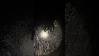 Owl Prowl East Texas November 2024 Guided by David Brotherton [upl. by Yhtak]